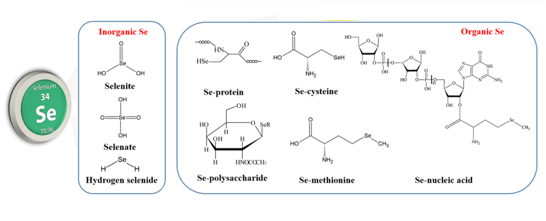 10岁每天补硒多少量（每天补硒多少微克）-硒宝网