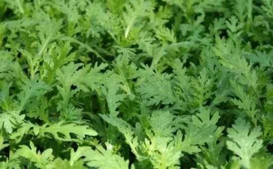 补肺吃哪种硒效果好些(补硒对肺气肿有好处吗)-硒宝网