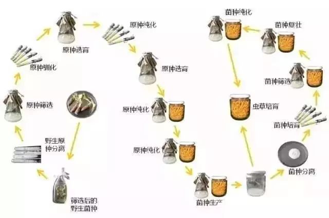 补肺吃哪种硒效果好些（补硒治愈肺癌案例）-硒宝网