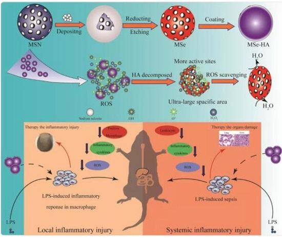 给仔猪补硒打多少含量（仔猪补硒打多少）-硒宝网
