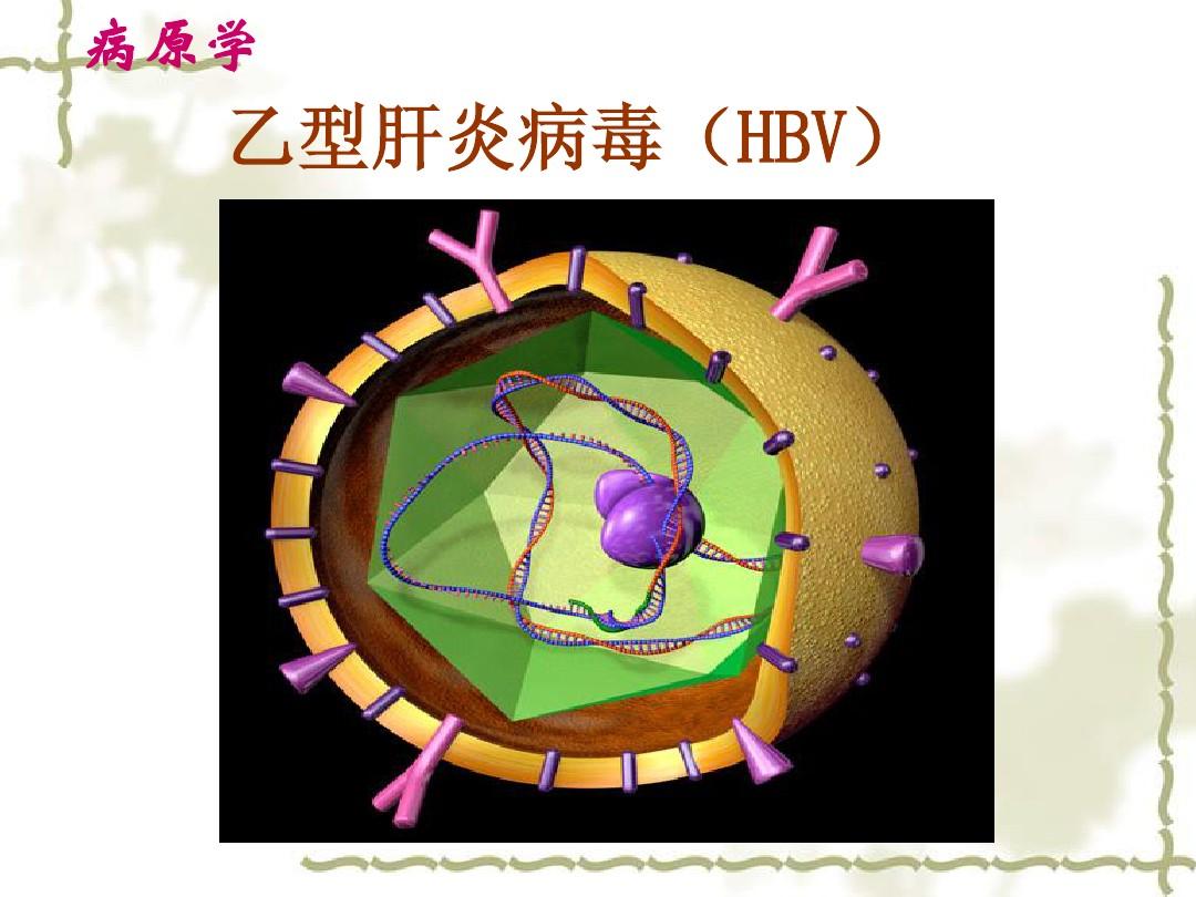 乙肝补硒能清理病毒吗（补硒治愈乙肝）-硒宝网