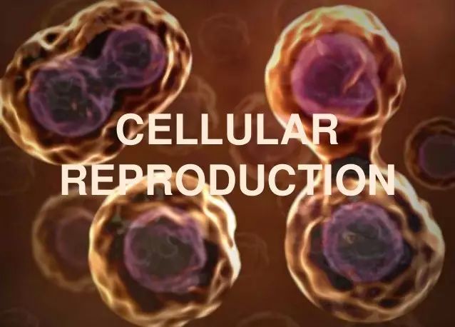 补硒的调理反应多久好（补硒后身体有哪些反应）-硒宝网