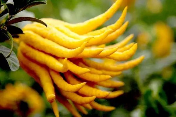 甲状腺瘤的人能补硒吗(补硒对甲状腺的作用)-硒宝网