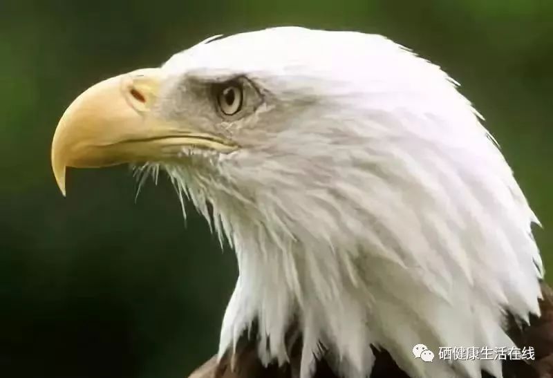 眼睛不好的人能补硒吗（硒对眼睛的重要性）-硒宝网