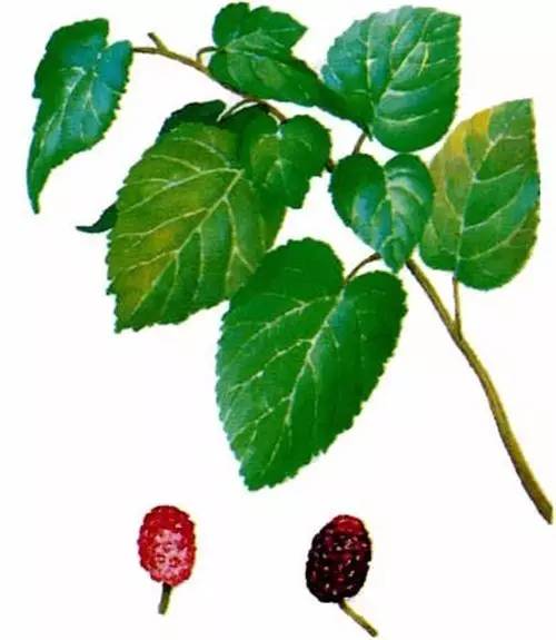 补硒会使血糖升高克了（补硒对血糖高有好处吗）-硒宝网