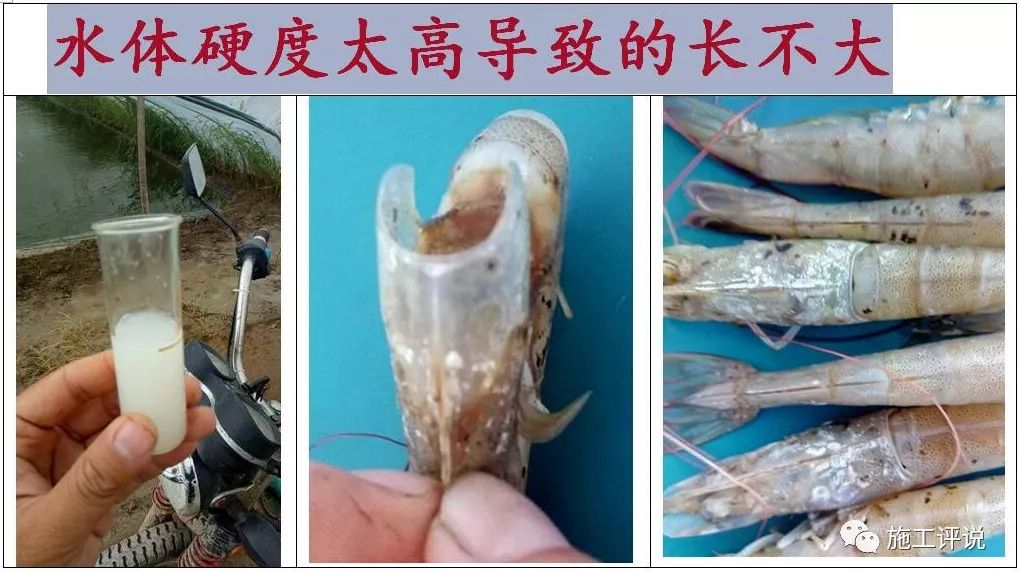 水产需要补硒元素吗吗（水产补元素需要硒元素吗）-硒宝网