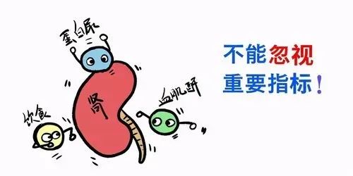 补硒对肾脏有什么好处(补硒对肾的作用)-硒宝网