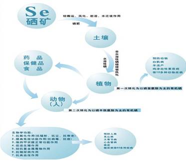 乙肝肝硬化怎么补硒呢（乙肝肝硬化怎么补硒呢）-硒宝网