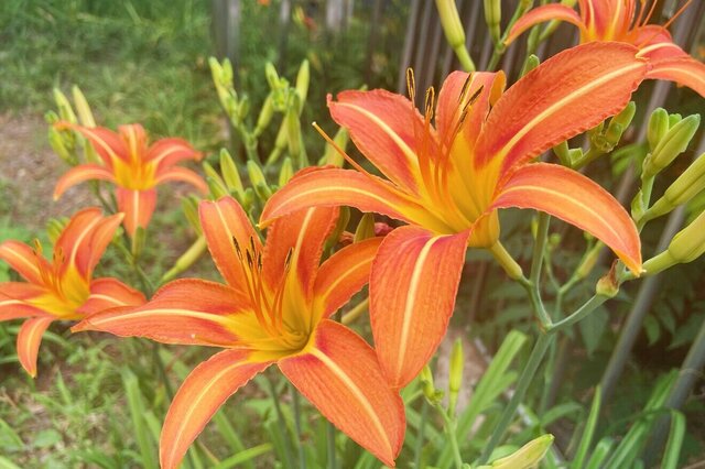 补硒的水果蔬菜有哪些（蔬菜水果补硒有什么好处）-硒宝网