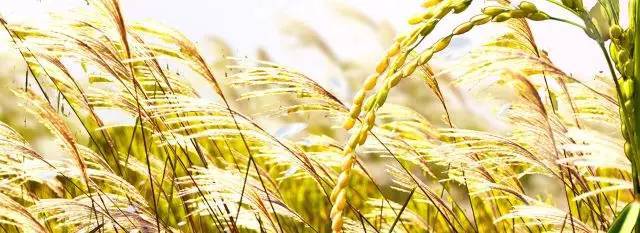 说是补硒的大米可靠吗（说是补硒的大米可靠吗）-硒宝网