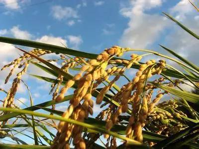 说是补硒的大米可靠吗（说是补硒的大米可靠吗）-硒宝网