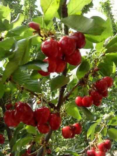 补硒是长胖还是减肥呢(补硒减肥吗)-硒宝网