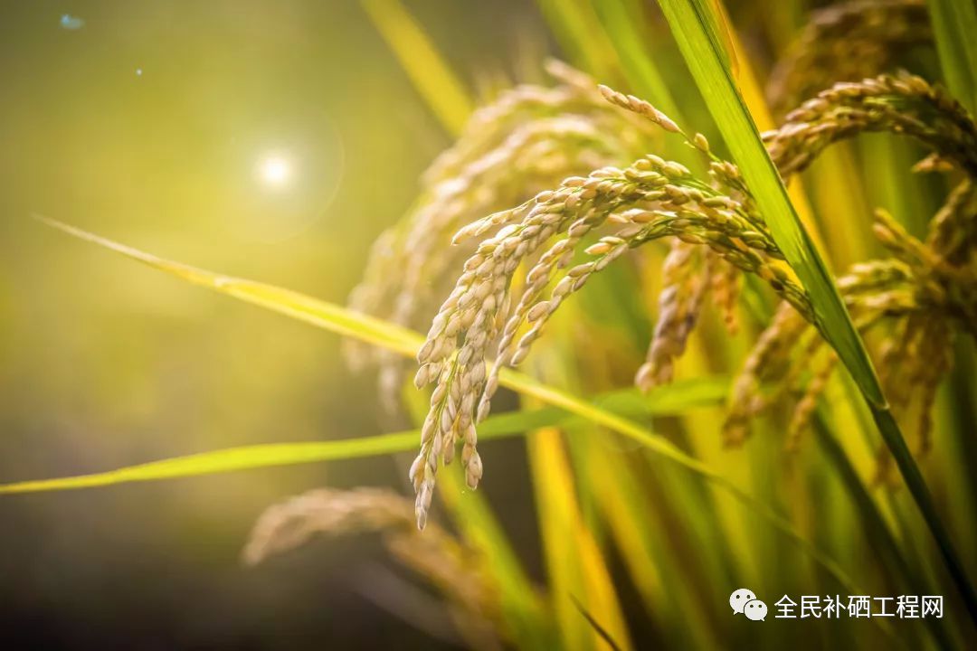 乙肝肝硬化怎么补硒呢(肝硬化补乙肝硒好吗)-硒宝网