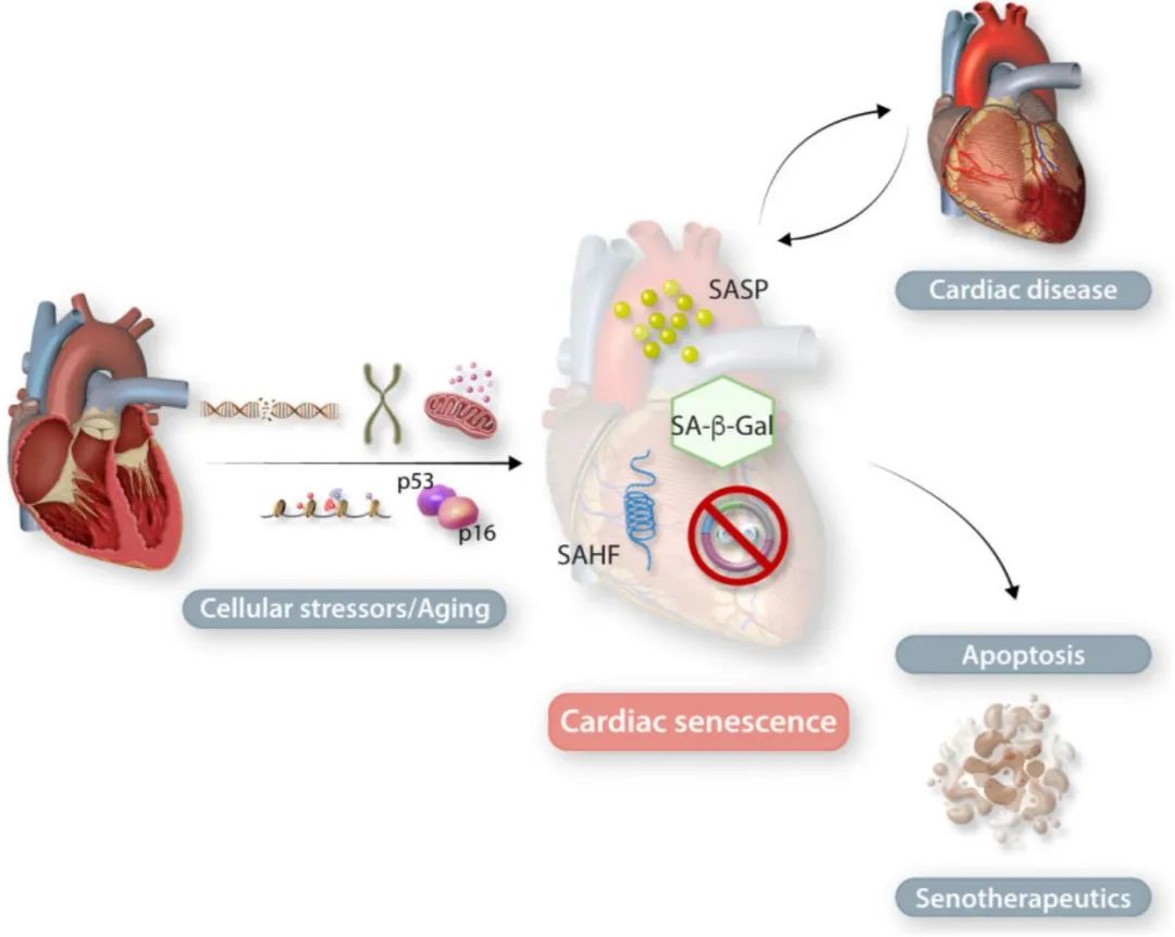 女人补硒食物有哪些呢(女人多补硒对皮肤有好处吗)-硒宝网