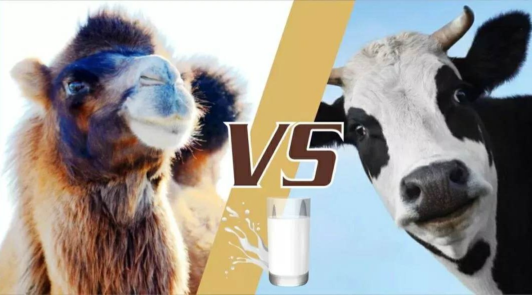 骆驼奶粉可以补硒么嘛(奶粉骆驼补硒可以长期吃吗)-硒宝网