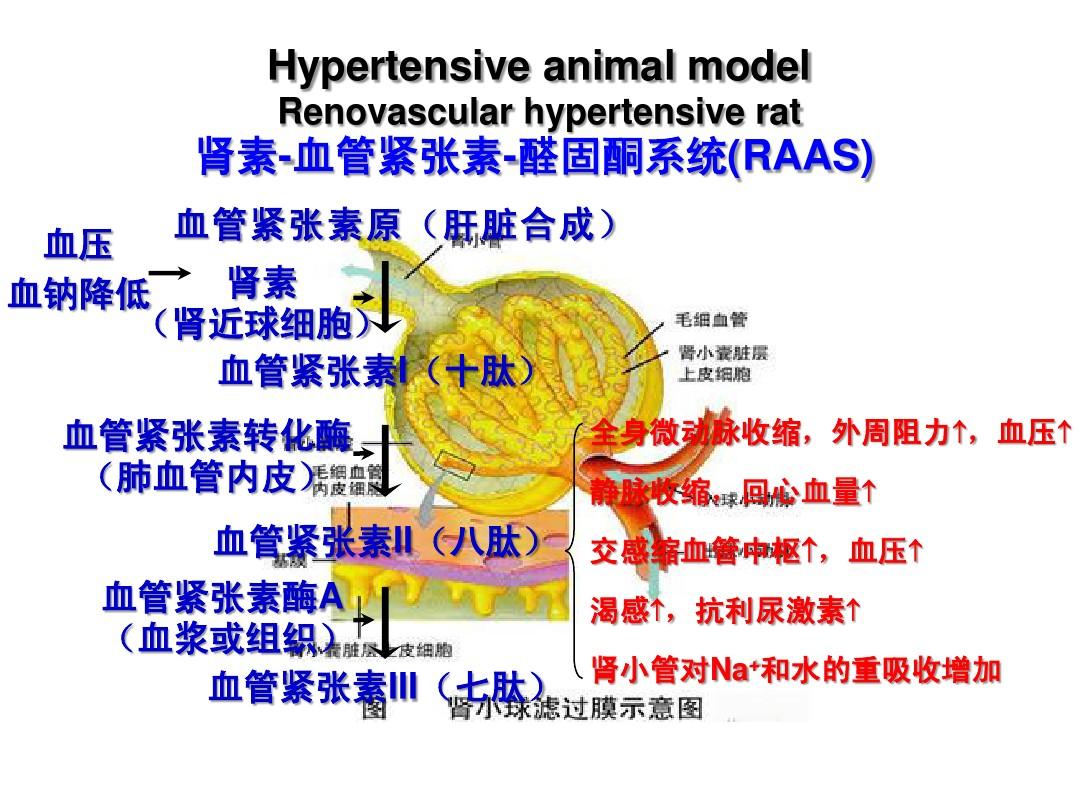 补硒血压为什么升高了（升高血压补硒的药物）-硒宝网