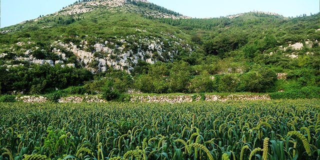 说是补硒的大米可靠吗(大米含硒有什么好处)-硒宝网