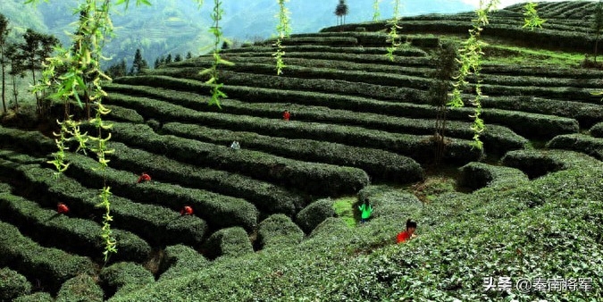 补硒的坚果有哪些品种(坚果补品种硒有什么作用)-硒宝网