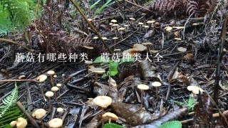 吃牛肝菌能补硒吗视频（牛肝菌补什么）-硒宝网