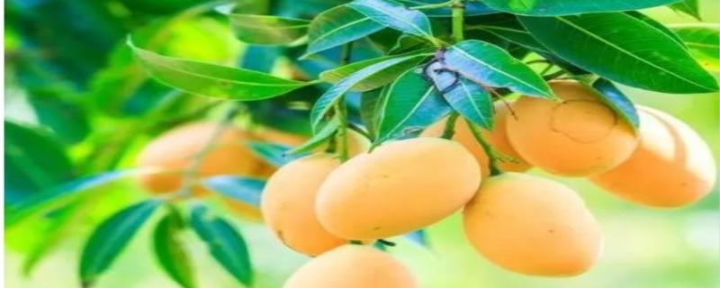 补硒的食物有哪些品牌（补硒产品哪个比较好）-硒宝网