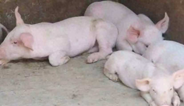 补硒能预防骨质疏松吗（预防能疏松补骨质硒吗）-硒宝网