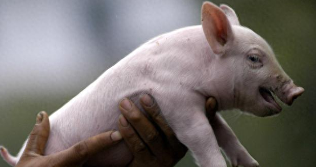 补硒能预防骨质疏松吗（预防能疏松补骨质硒吗）-硒宝网