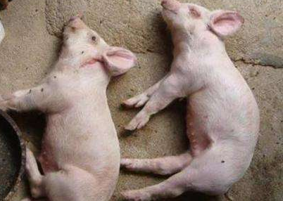 补硒能预防骨质疏松吗（预防能疏松补骨质硒吗）-硒宝网