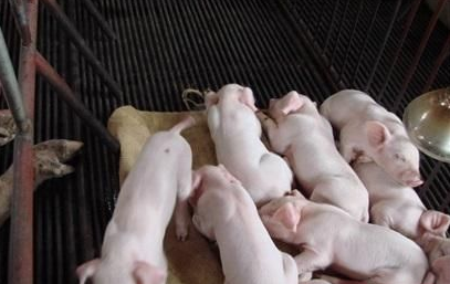 补硒能预防骨质疏松吗（预防能疏松补骨质硒吗）-硒宝网