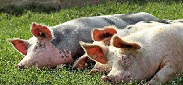 补硒能预防骨质疏松吗（预防能疏松补骨质硒吗）-硒宝网