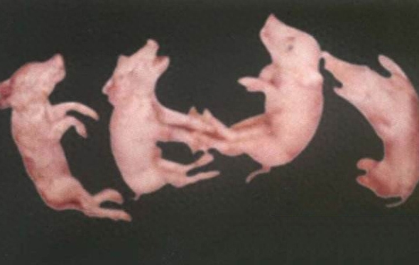 补硒能预防骨质疏松吗（预防能疏松补骨质硒吗）-硒宝网