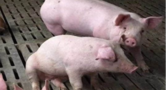 补硒能预防骨质疏松吗（预防能疏松补骨质硒吗）-硒宝网