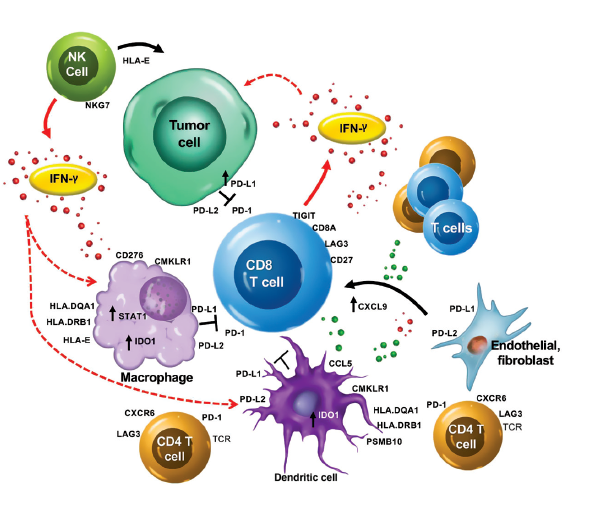 补硒能治疗血液肿瘤吗(在肿瘤治疗中补充硒元素)-硒宝网