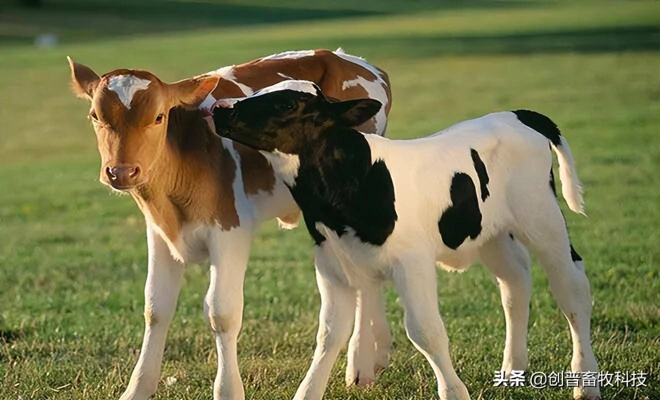 新生犊牛用补硒补铁吗(出生三天的牛犊能补铁和补硒)-硒宝网