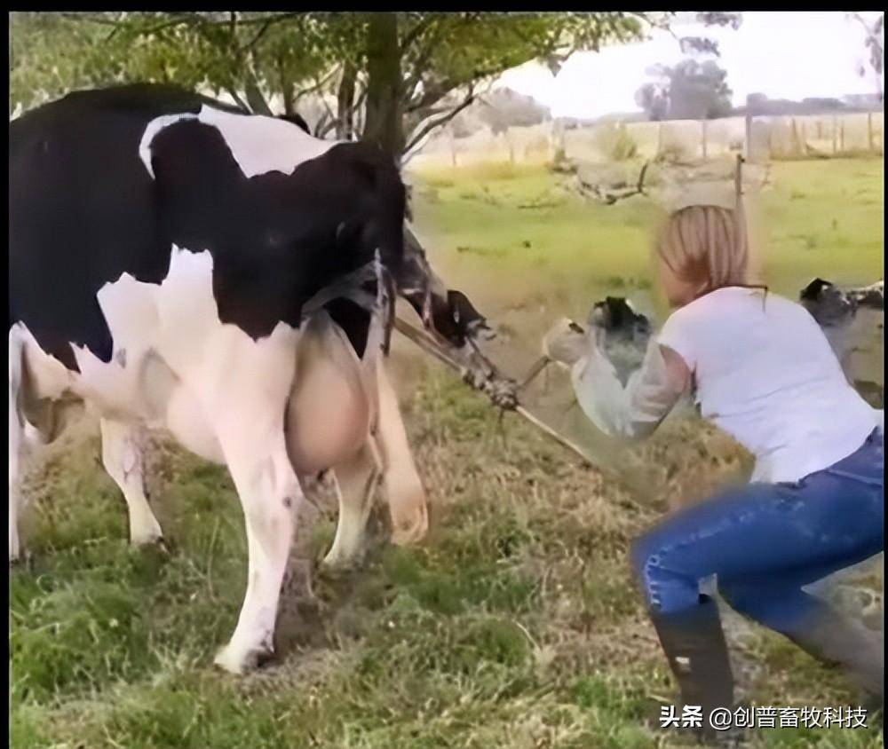 新生犊牛用补硒补铁吗(出生三天的牛犊能补铁和补硒)-硒宝网