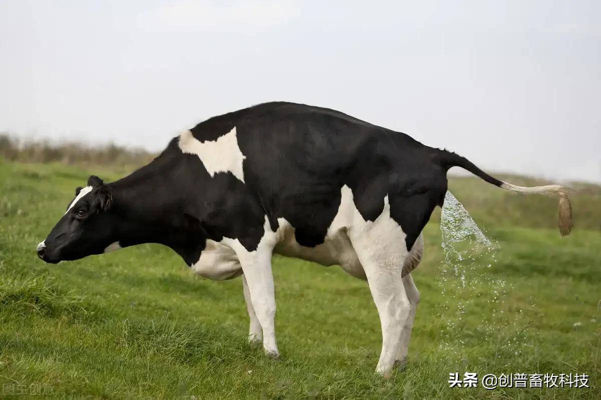 新生犊牛用补硒补铁吗(出生三天的牛犊能补铁和补硒)-硒宝网