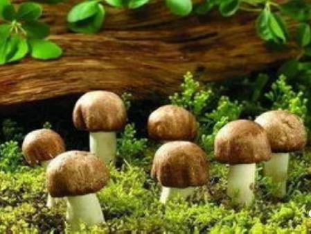 癌症补硒好吗吃什么好(得了癌症吃硒还有用吗)-硒宝网