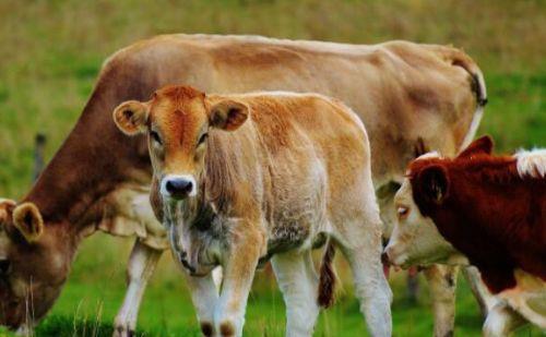 新生犊牛用补硒补铁吗(怎样给新生犊牛补硒)-硒宝网