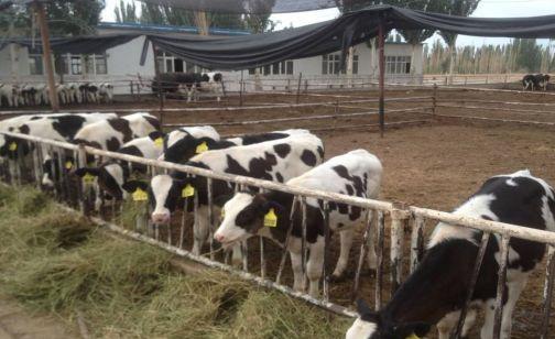 新生犊牛用补硒补铁吗(怎样给新生犊牛补硒)-硒宝网