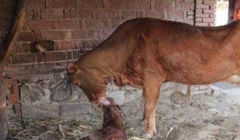 新生犊牛用补硒补铁吗(怎样给新生犊牛补硒)-硒宝网