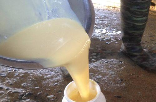 新生犊牛用补硒补铁吗(怎样给新生犊牛补硒)-硒宝网