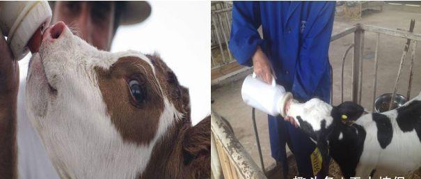 新生犊牛用补硒补铁吗(怎样给新生犊牛补硒)-硒宝网