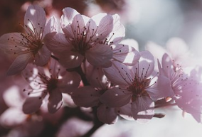 癌前病变的人补多少硒（补硒治疗癌症）-硒宝网