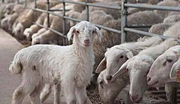 羊吃什么补硒最快最好(羊吃什么补硒最快最好)-硒宝网