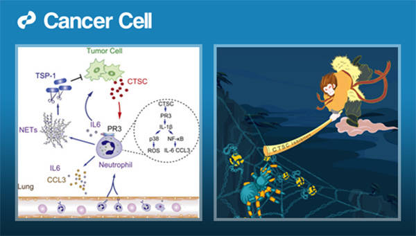 补硒可以增强淋巴细胞(补硒可以增强淋巴细胞)-硒宝网