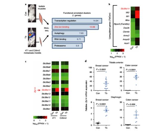补锌和补硒用什么方法（锌硒如何补）-硒宝网