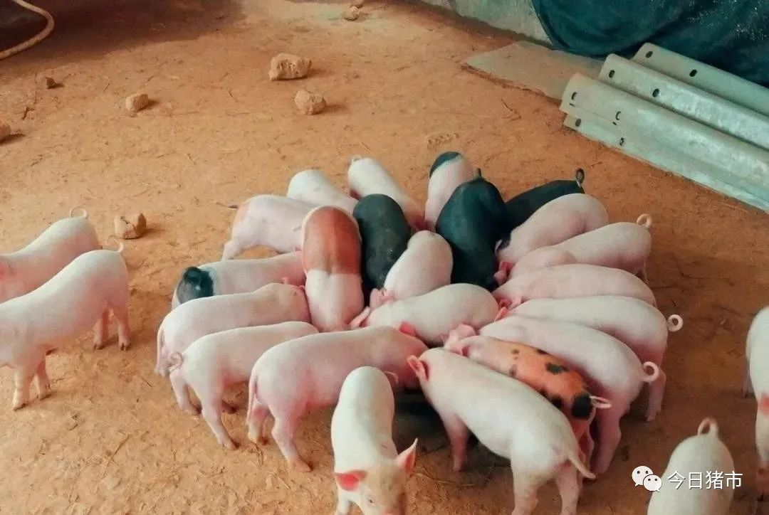 仔猪几天打补硒针最好（仔猪七天补硒有什么好处）-硒宝网