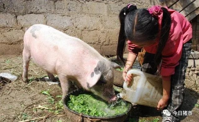 仔猪几天打补硒针最好（仔猪七天补硒有什么好处）-硒宝网