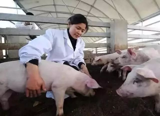 仔猪几天打补硒针最好（仔猪七天补硒有什么好处）-硒宝网