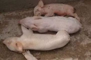 仔猪几天打补硒针最好(小猪补硒打多少)-硒宝网