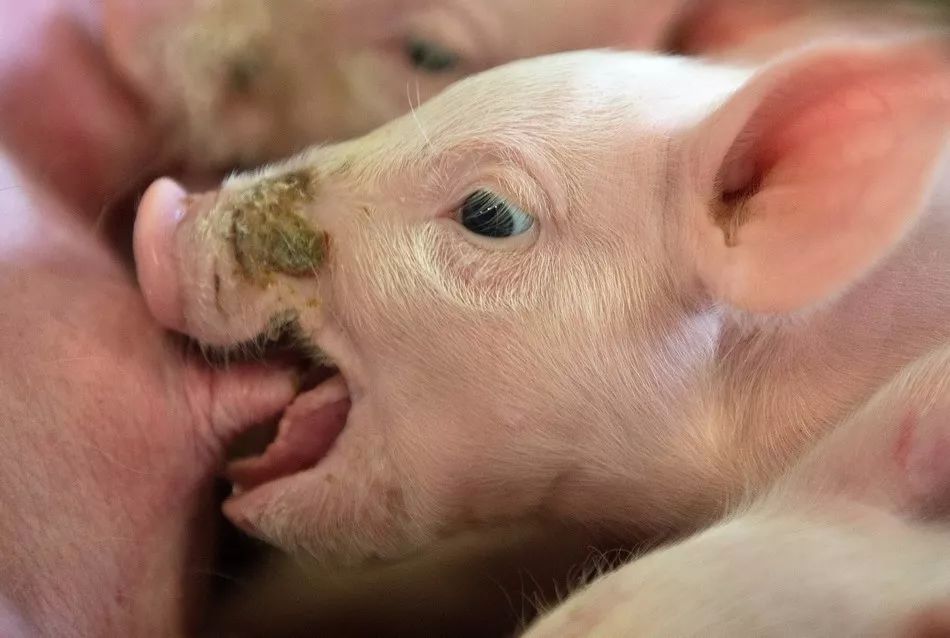 仔猪几天打补硒针最好(小猪补硒打多少)-硒宝网